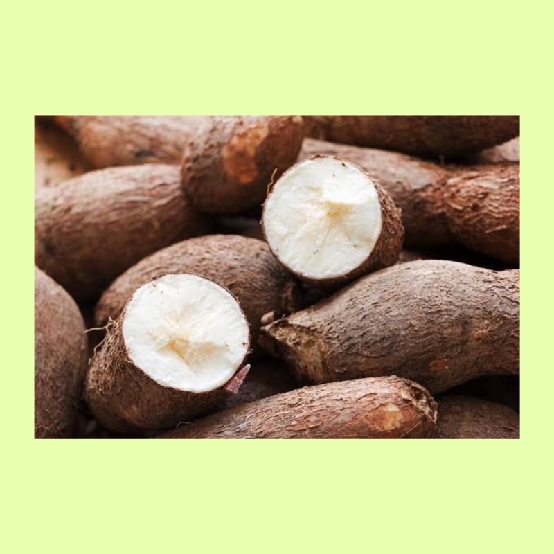 

Singkong / singkong fresh