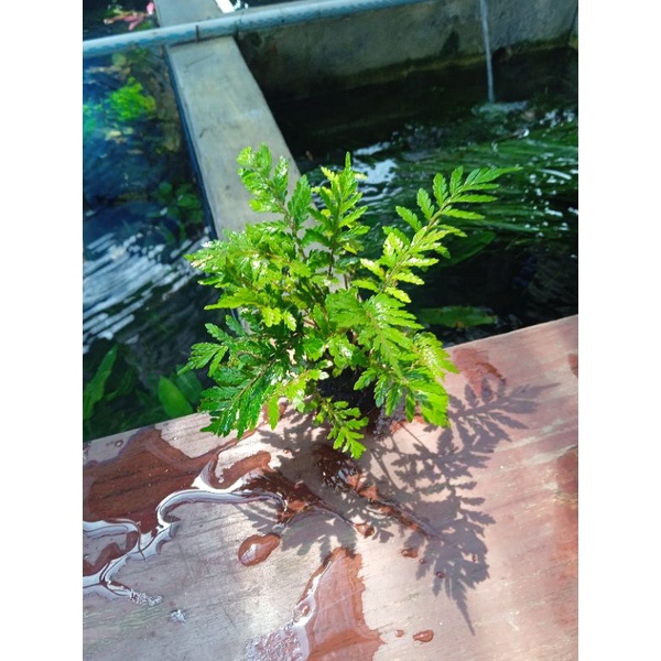 tanaman aquascape pakis rujug media wabikusa