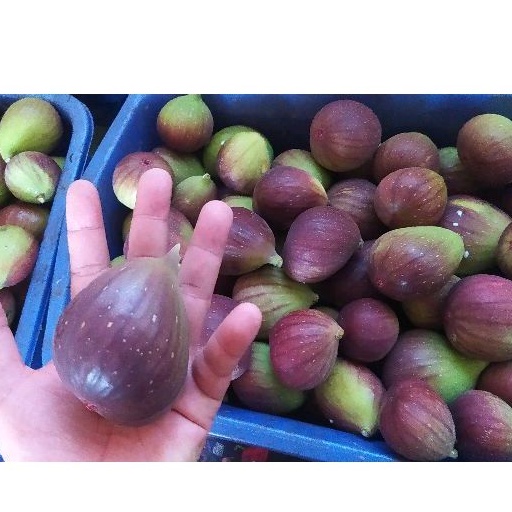 

Buah tin ara fresh yordania 1 kg panen dadakan