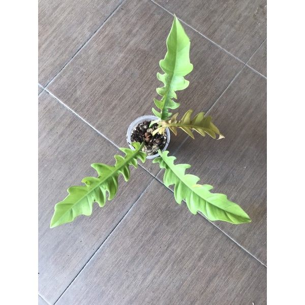 sesuai display philo golden saw size besar qinaya_flora