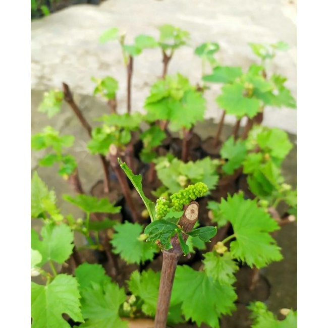 bibit anggur berbunga cod anggur berbunga