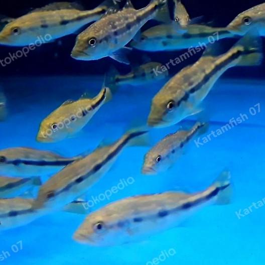 peacock bass pbass azul