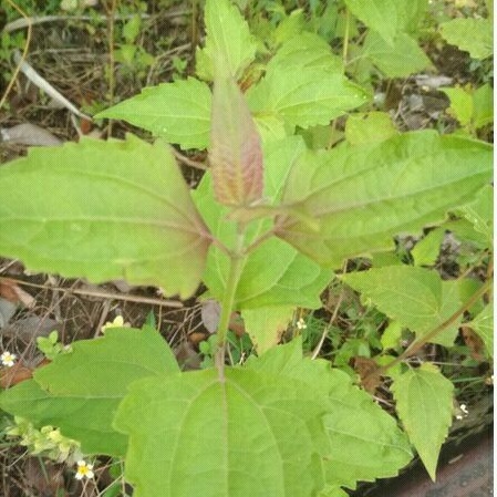 Daun Balakacida / Daun Kirinyuh Berat 250 Gram - tanaman obat