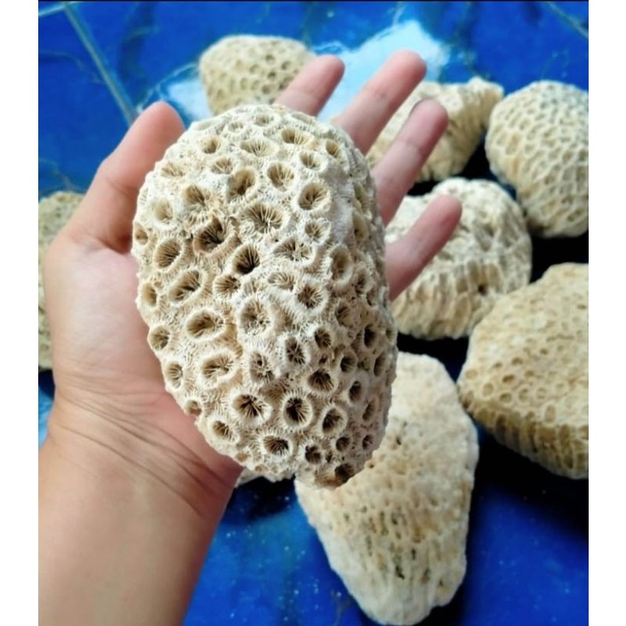 batu karang laut Anemon 1kilogram