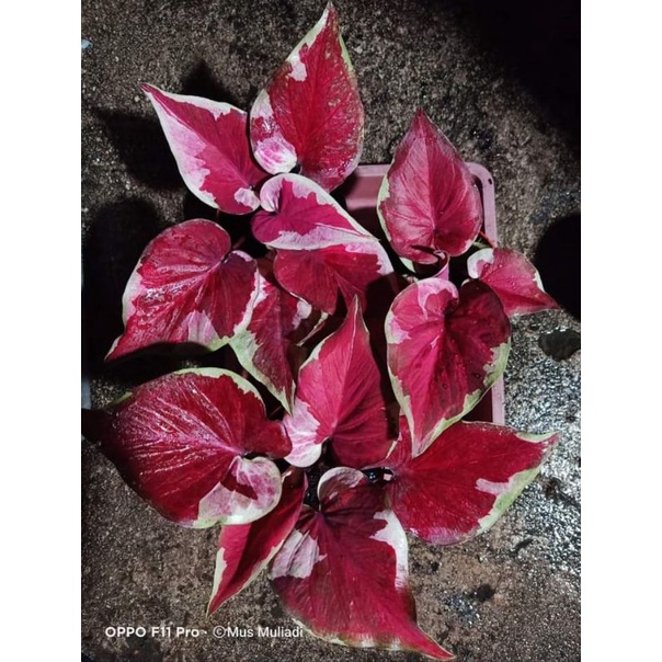 Caladium Dwi Warna