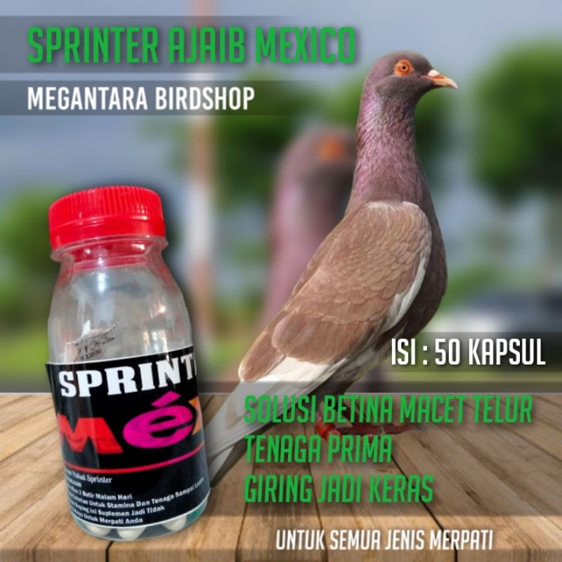 sprinter ajaib mexico suplemen vitamin khusus merpati player