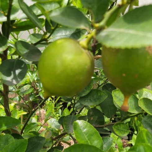 tanaman berbuah jeruk lemon segar