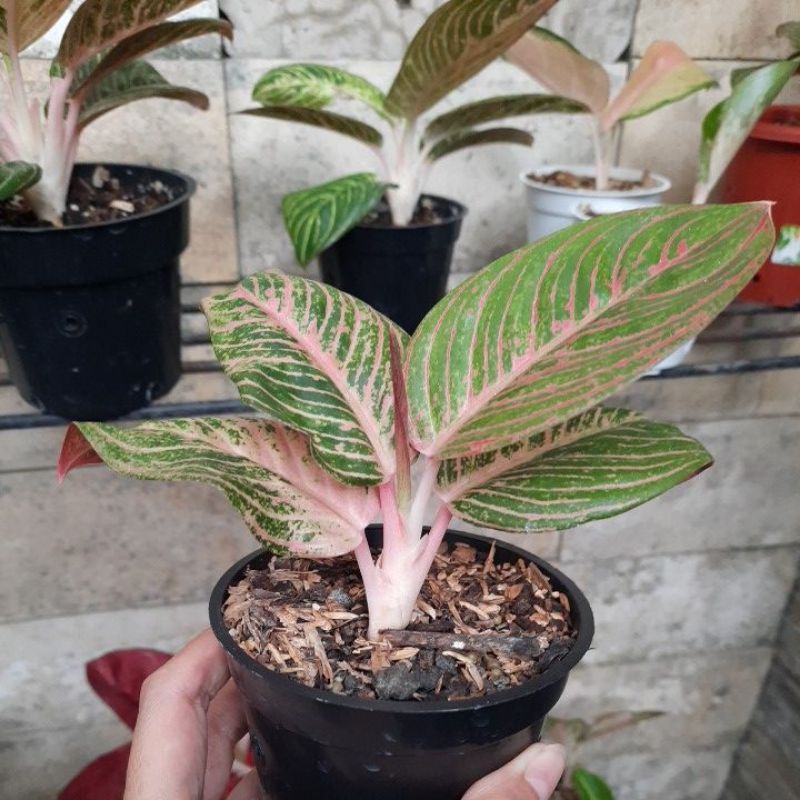 Aglaonema Asri Merah real pict