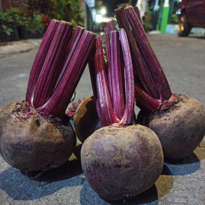 

Buah BIT segar 1 KG SUPER / Beet Root / Buah Bit / Herbal /Buah Segar Batu Malang / FREE PACKING KARDUS