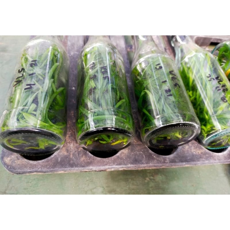 botol dendro spesies