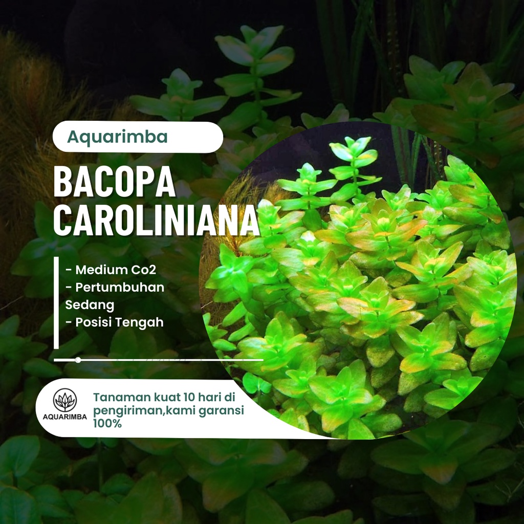 Jual Bacopa caroliana Tanaman Aquascape low co2 Shopee Indonesia
