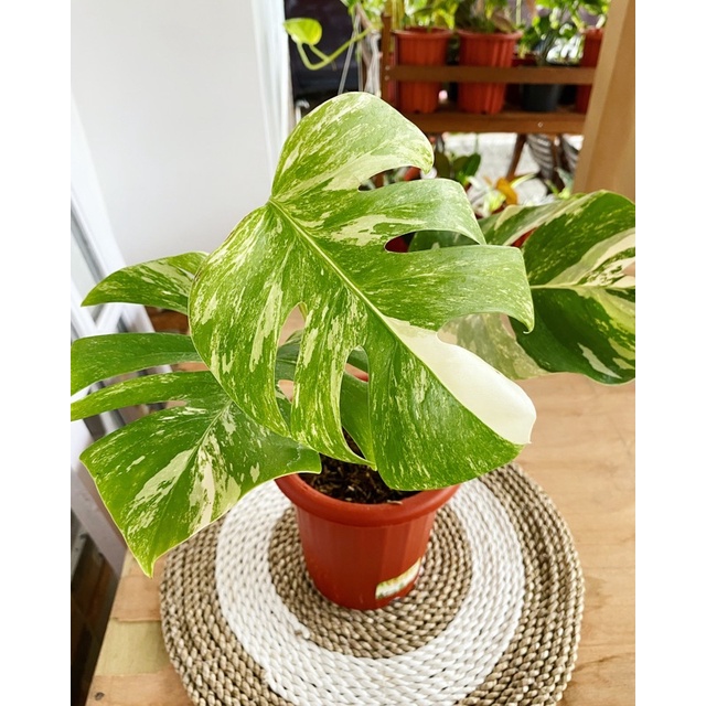 Monstera Variegata Marble