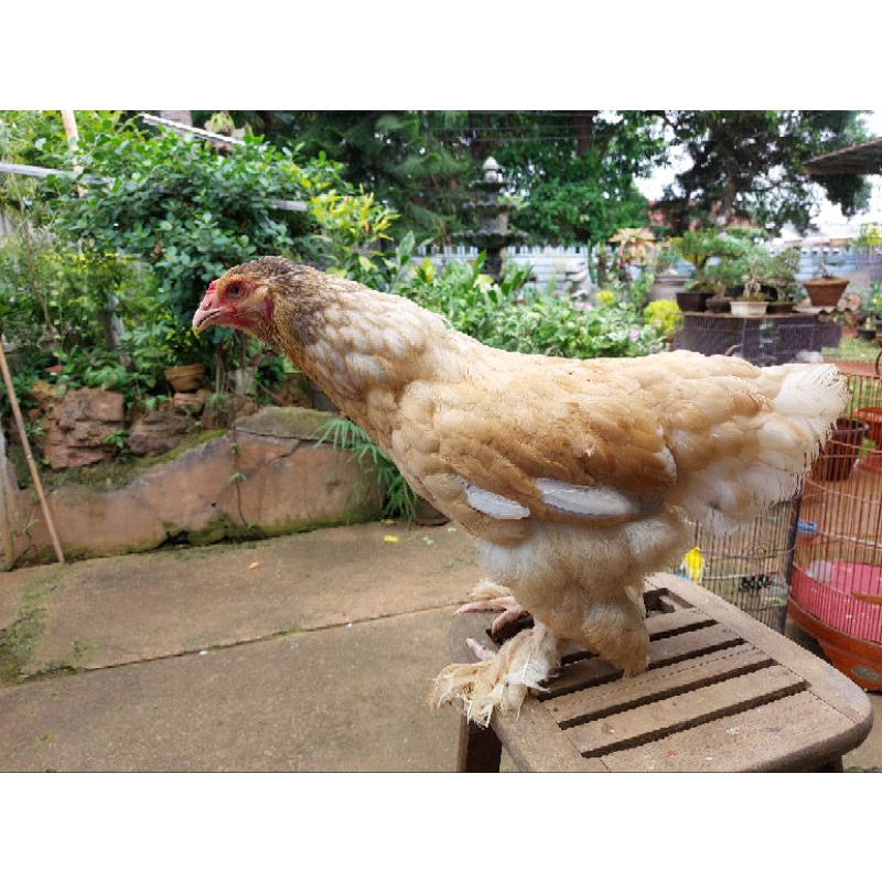 ayam brahma betina 8 bulan up trah gold partidge nelor terus cuci gudang