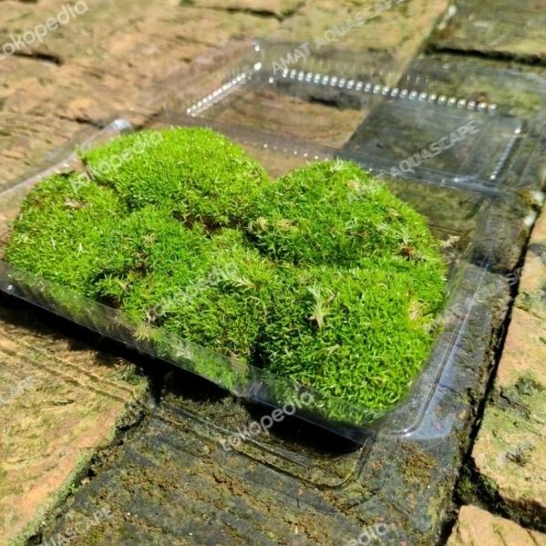 MOSS MUTIARA PEARL | MOSS DARAT PALUDARIUM TERRARIUM VIVARIUM MURAH