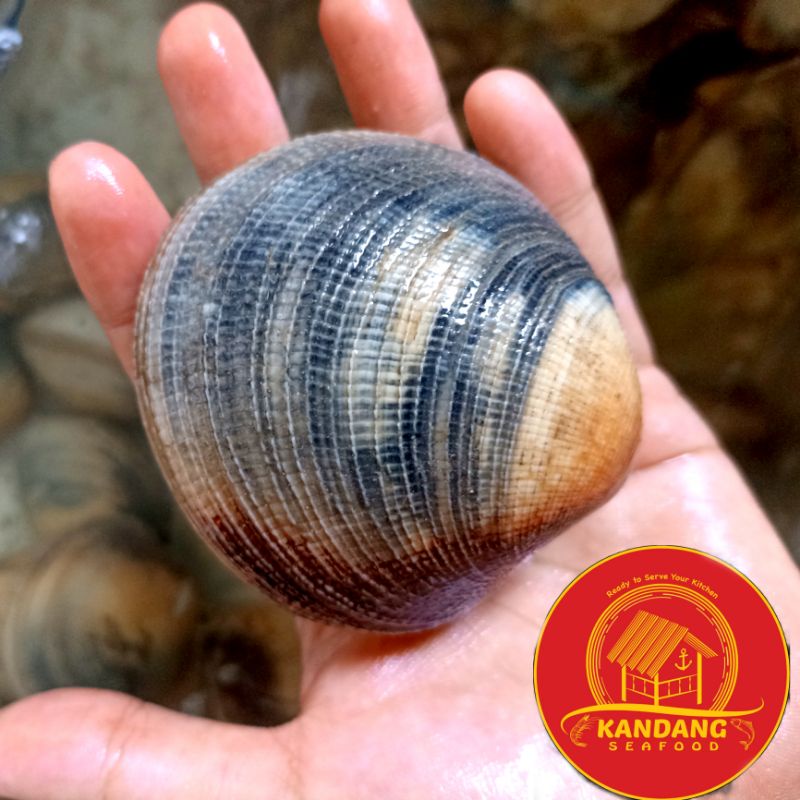 

Kerang Madu Hidup / Getok Live Seafood Segar Per Pcs