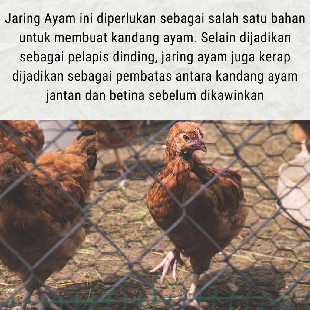 Jaring Ayam 2,5 Meter Perangkap Burung / Jaring Pagar Kandang Serbaguna