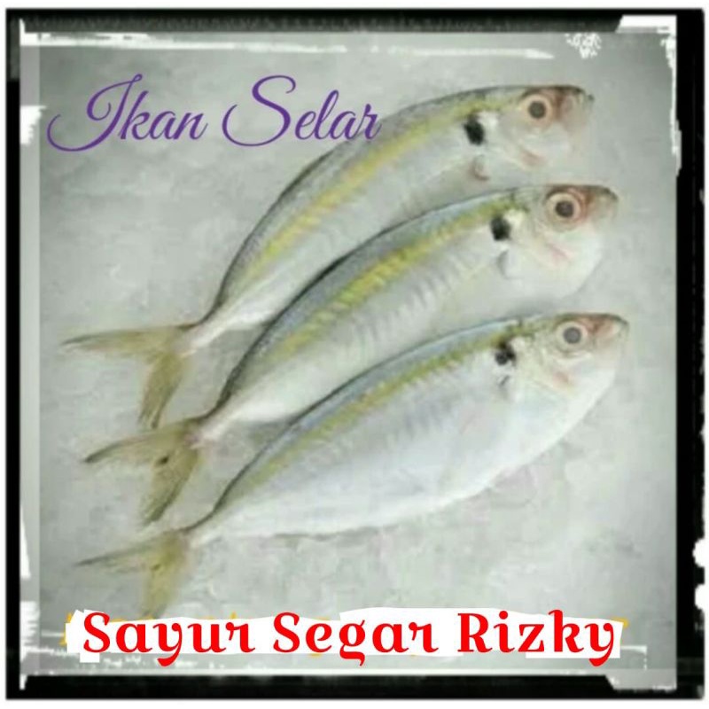 

Ikan Selar 1kg