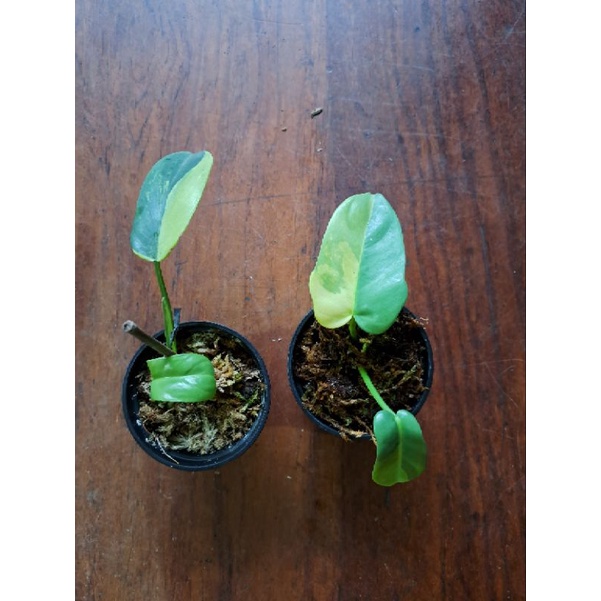 Philodendron violin variegata