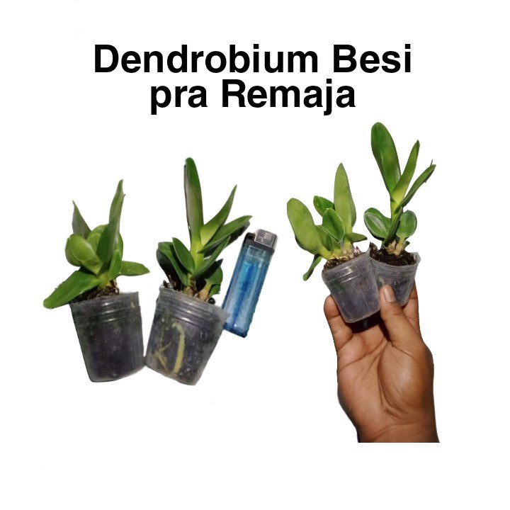 Dendrobium Besi pra Remaja | Dendrobium Violaceoflavens | Anggrek Besi