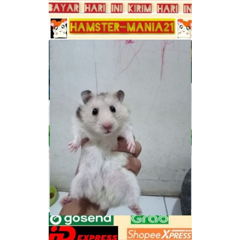 hamster indukan syrian.camble.winter (kirim sejawa barat)