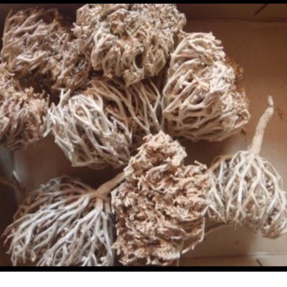 

[KODE PRODUK LDHKP7186] HERBAL PELANCAR PERSALINAN RUMPUT FATIMAH SANGAT BAGUS BUAT IBU HAMIL JUGA, ORIGINAL ARAB SAUDI