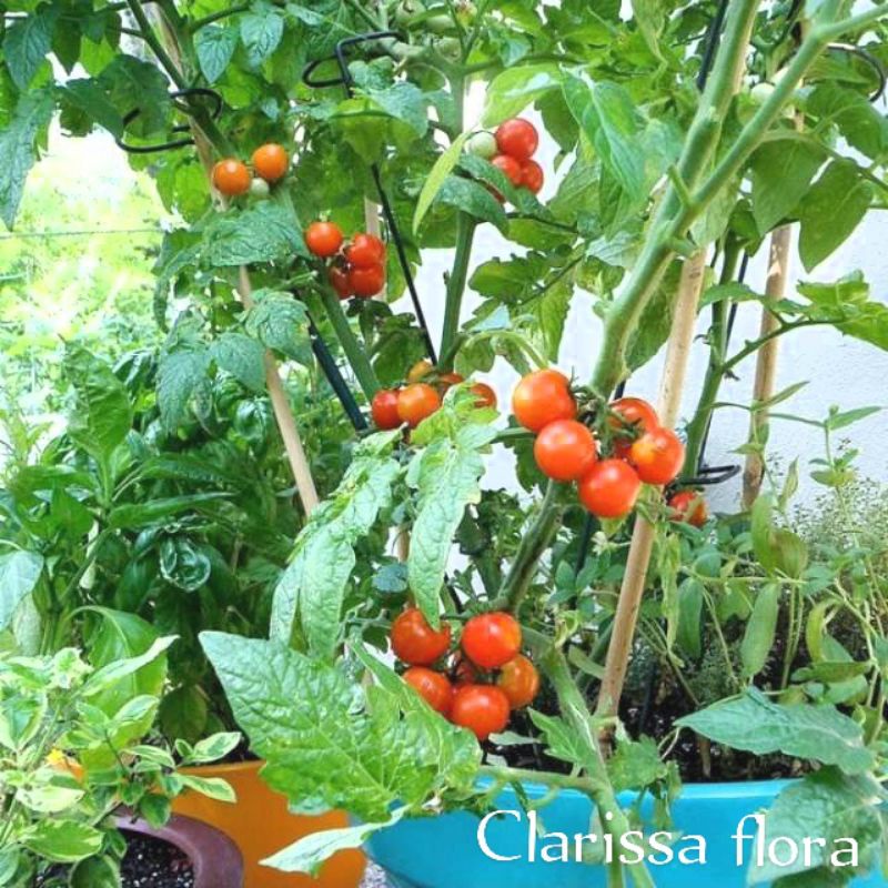 Tanaman pohon tomat cherry / pohon buah tomat