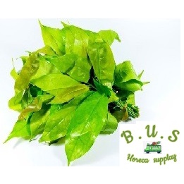 

Daun Melinjo Muda 1Kg B.U.S