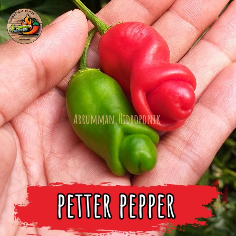 Benih Cabe Hias Unik PETER PEPPER - isi 10 biji - bisa dikonsumsi