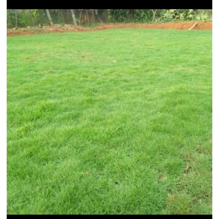 rumput swis Jepang 1meter