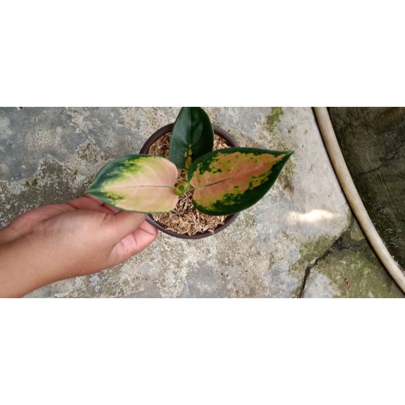 aglonema sultan Brunai baby