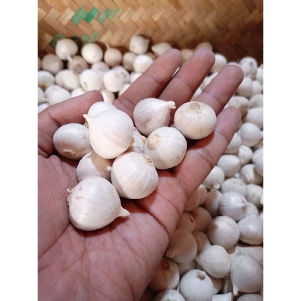 

bawang putih tunggal super / bawang lanang 500gr barang sortir