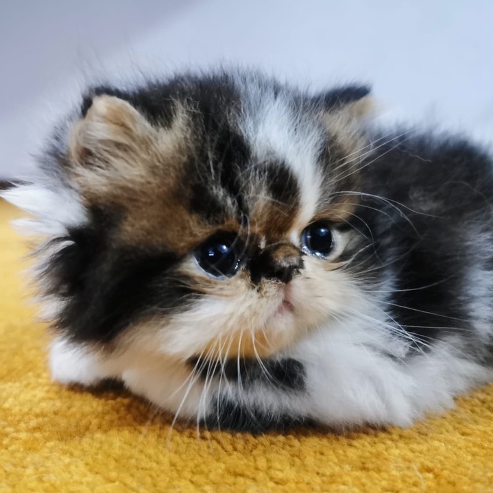 kucing kitten persia peaknose exotic shorthair jantan peaknose DOB 3 agustus 2022 - gratis makanan royal canin, keranjang rio dan kalung nama