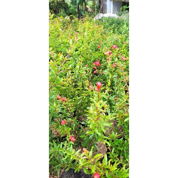 BIBIT BUAH DELIMA / BIBIT BUAH DELIMA SIAP BERBUAH