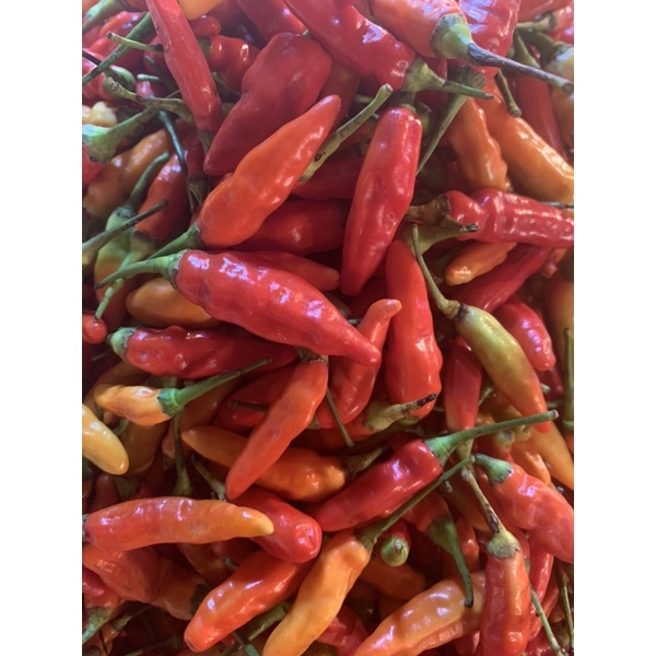 

cabe rawit merah /250grm Rp 17.000