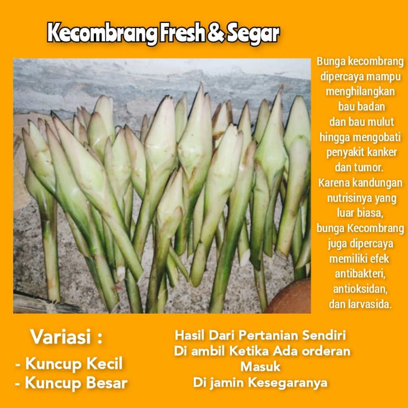 

KECOMBRANG FRESH SEGAR BARU AMBIL DARI KEBUN 1 KG