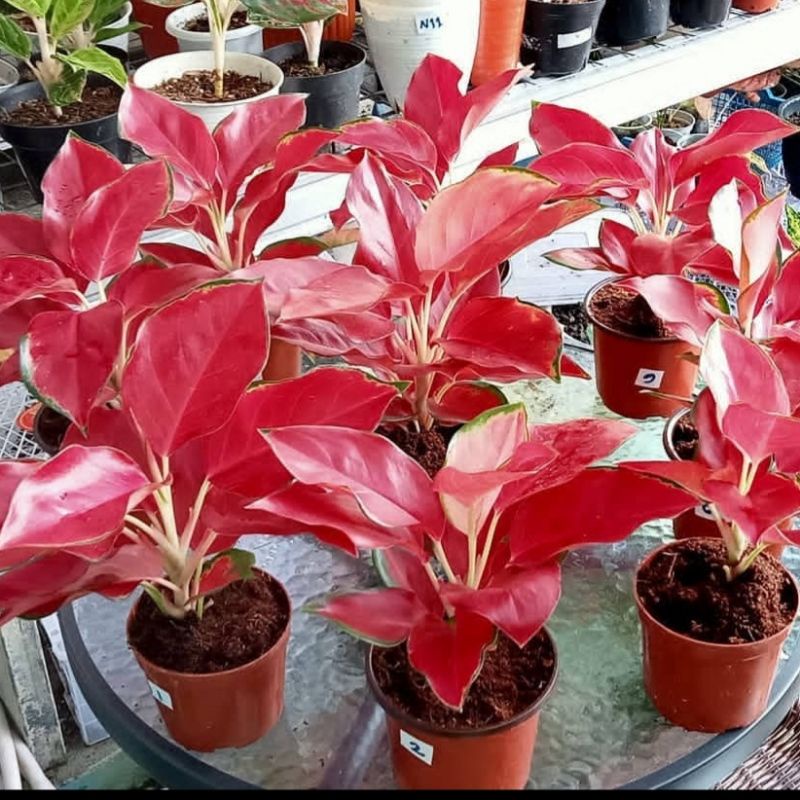 Aglonema Kochin Super Red / Bunga Aglonema Kochin Super Red / Tanaman Hidup Aglonema Red Kochin / Ag