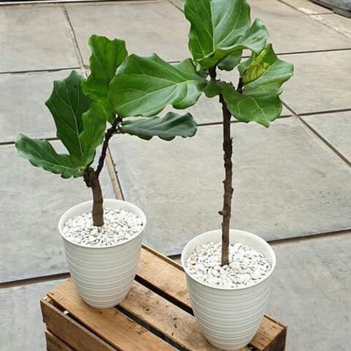 

tanaman hias ketapang biola 40cm