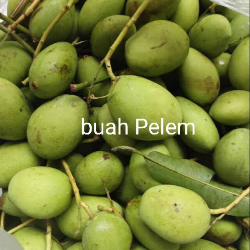 

1 kg buah Pelem / mangga muda untuk manisan asinam