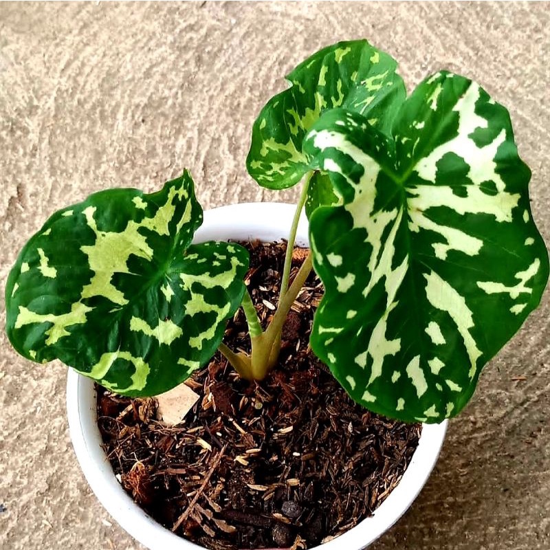 Caladium Army / bunga keladi / tanaman hias keladi murah / tanaman keladi hidup / caladium thailand 