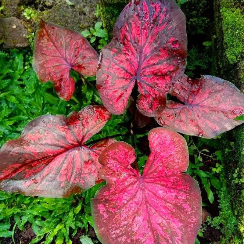 Caladium Kurusetra/ bunga keladi / tanaman hias keladi murah / tanaman keladi hidup / caladium thail