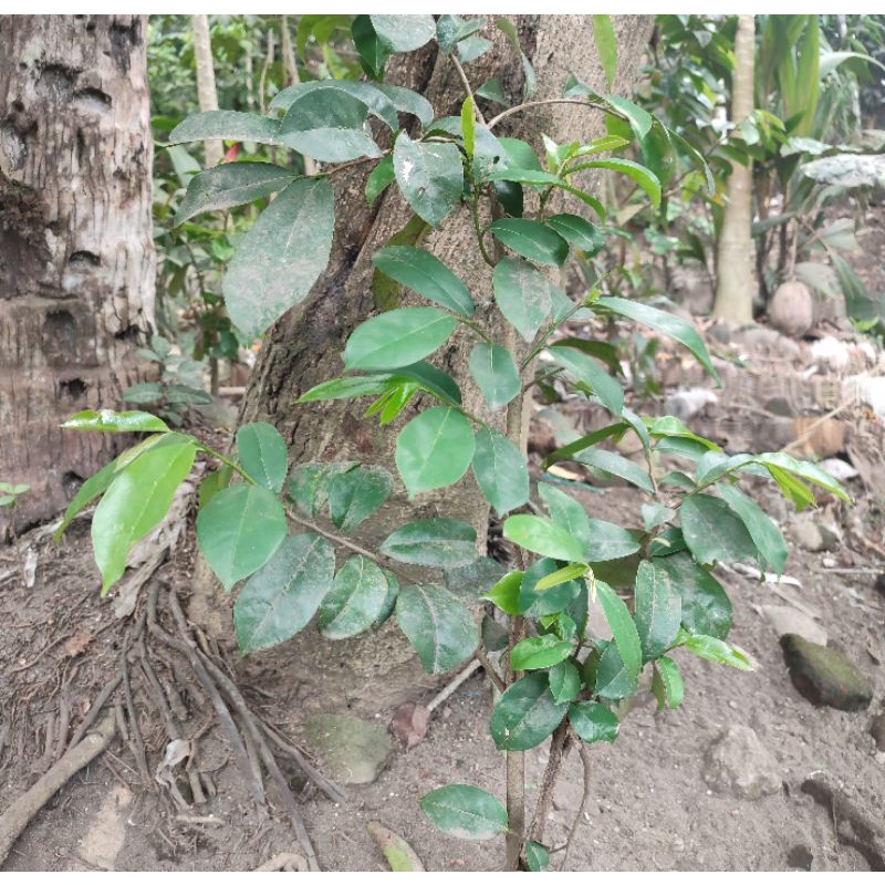 DAUN SIRSAK FRESH Di petik langsung dari pohon | Herbal Untuk Asam Urat