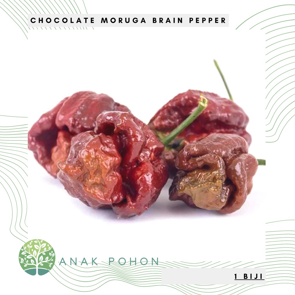 Benih Bibit Biji - Cabai Chocolate Moruga Brain Cabe Super Pedas Pepper Seeds