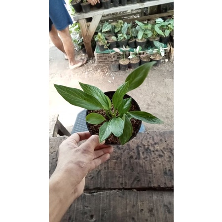 antorium jemani tanduk remaja