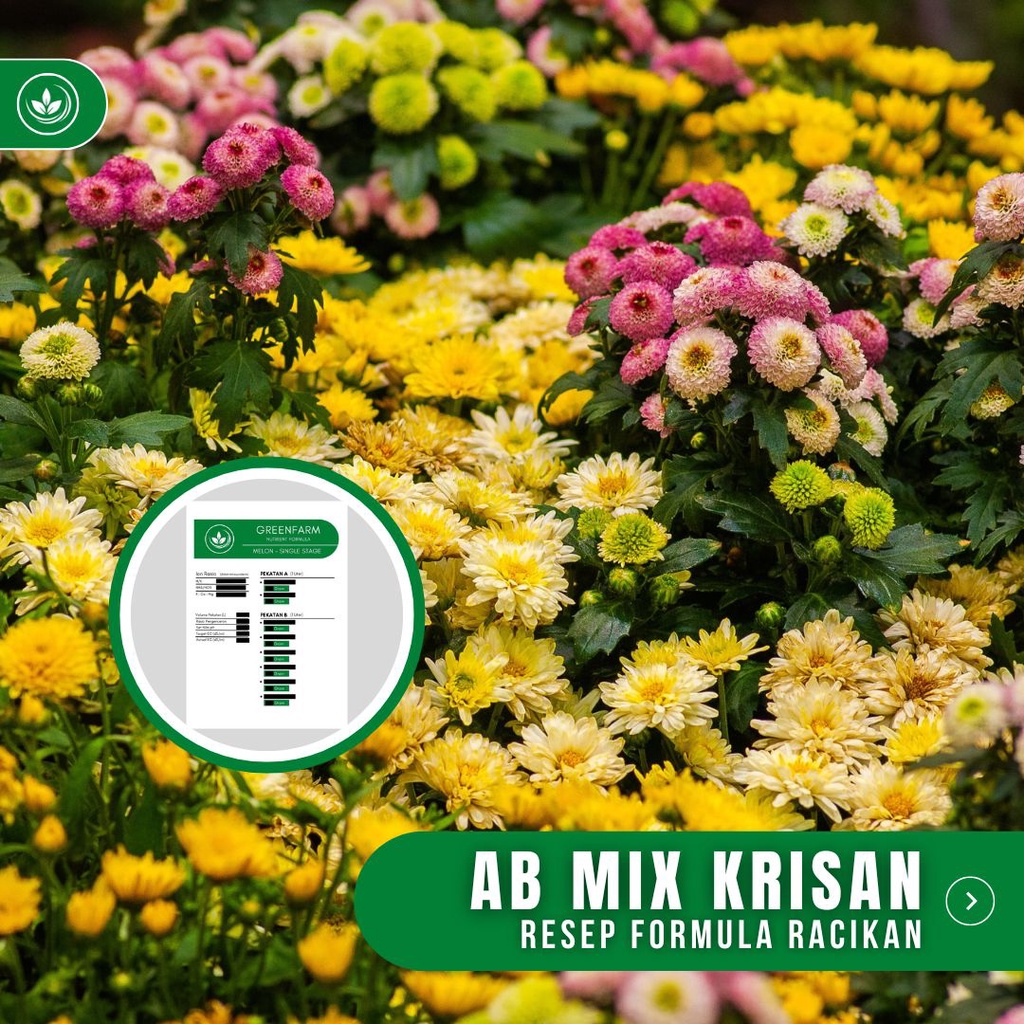 Resep AB Mix Bunga Krisan Formula Racikan Nutrisi Bunga Krisan Chrysanthemum