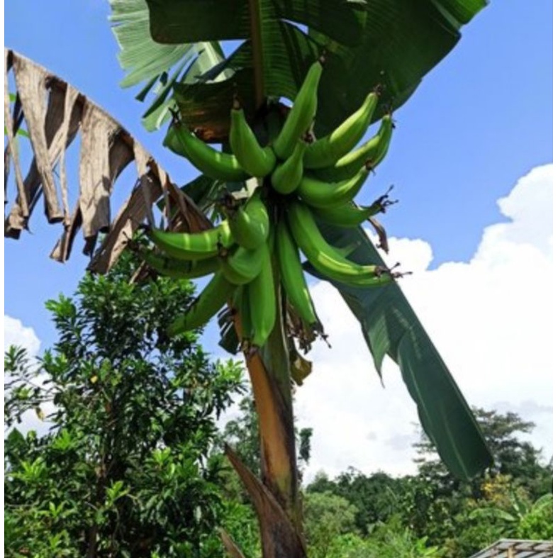 bibit pisang tanduk super