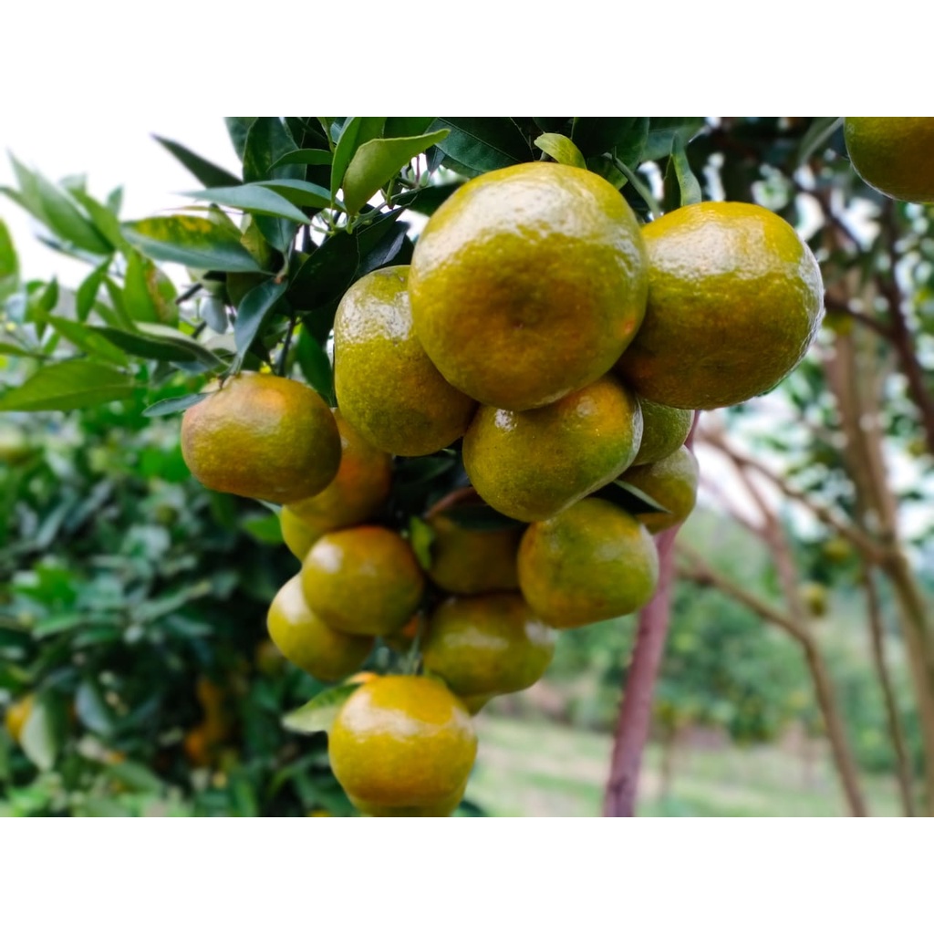 Bibit Tanaman Jeruk Keprok Terigas/ Bibit Jeruk Trigas Berbunga/Berbuah Rimbun (Asli Sambas)