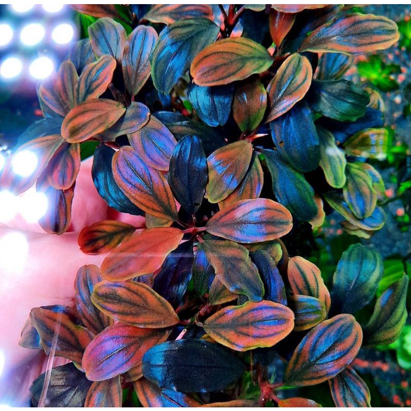 buce_phl_blu skd 2kg original produk begeransi resmi