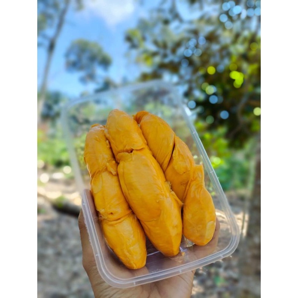 

DUREN KUPAS SUMATERA (LUBUKLINGGAU)