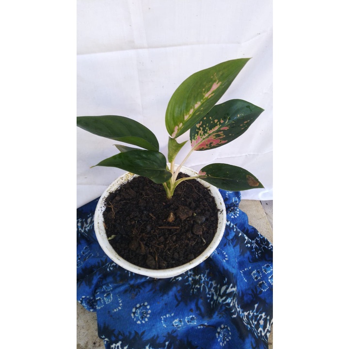 Bibit Aglaonema Red Kochi