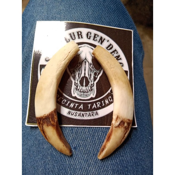 Taring babi asli Sepasang Mentahan